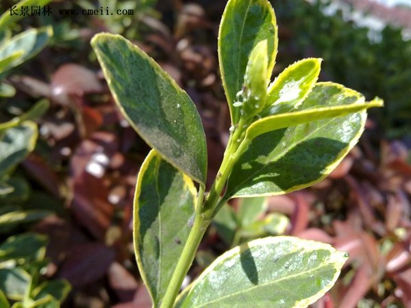 金邊扶芳藤 金邊扶芳藤