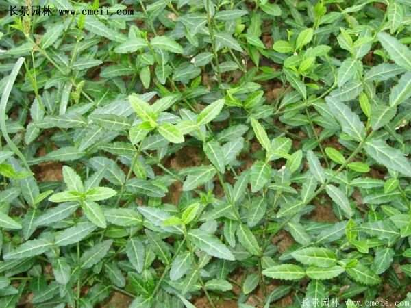 沭陽低價扶芳藤 沭陽低價扶芳藤