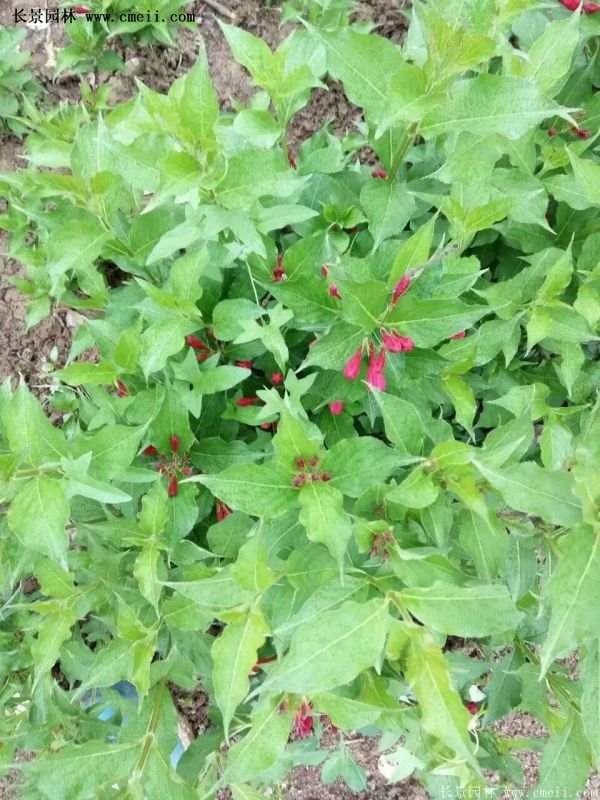 沭陽(yáng)“三省”的紅王子錦帶花的價(jià)格表