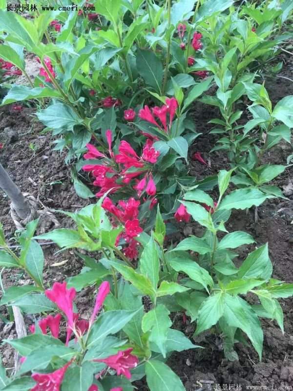 沭陽(yáng)“三省”的紅王子錦帶花的價(jià)格表