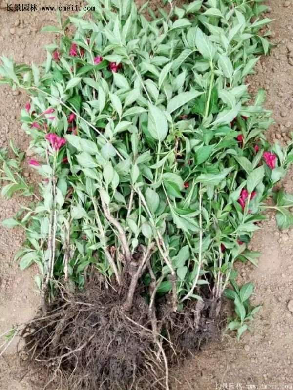 沭陽(yáng)“三省”的紅王子錦帶花的價(jià)格表