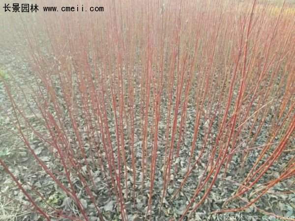 沭陽紅瑞木價格