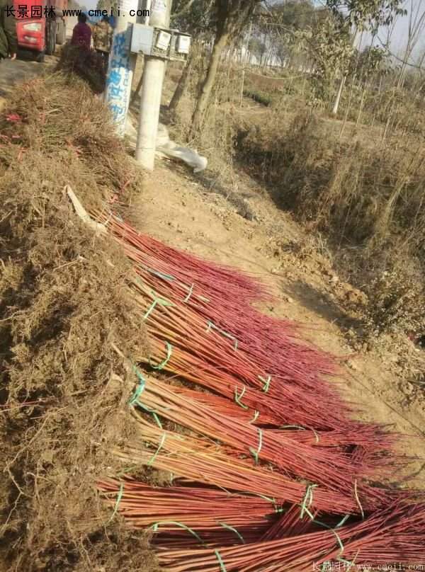 紅瑞木規(guī)格