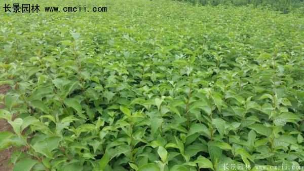 沭陽紅瑞木價格