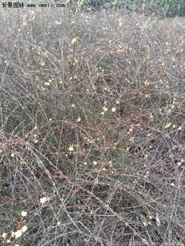 沭陽迎春花 沭陽迎春花