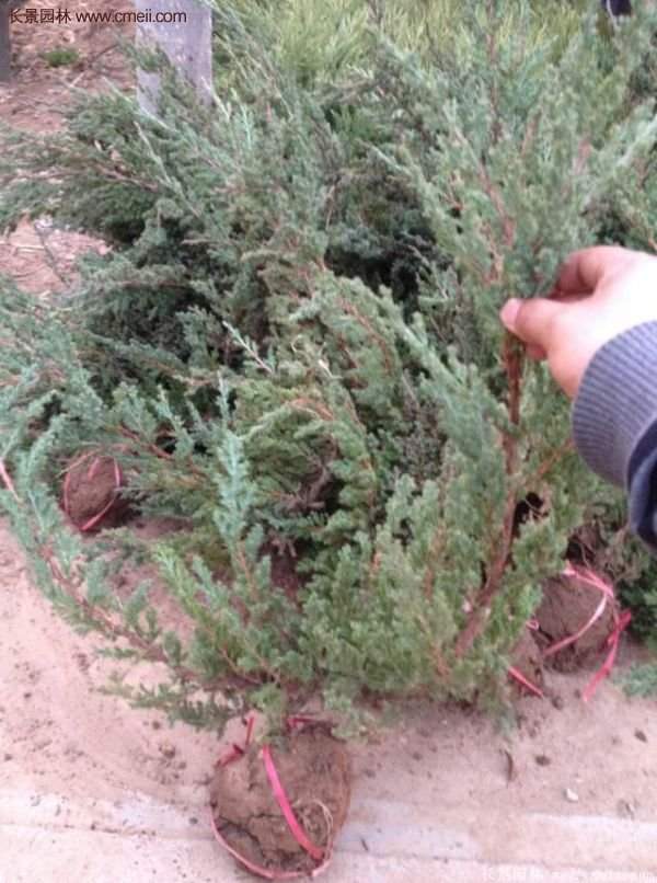 沭陽地柏的優(yōu)勢