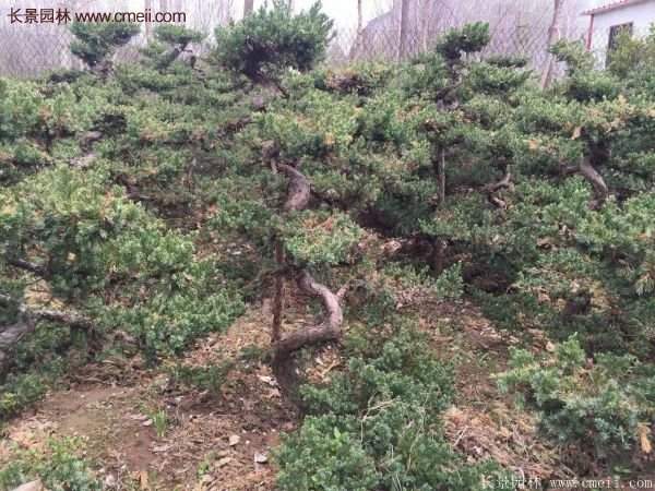 沭陽地柏的優(yōu)勢