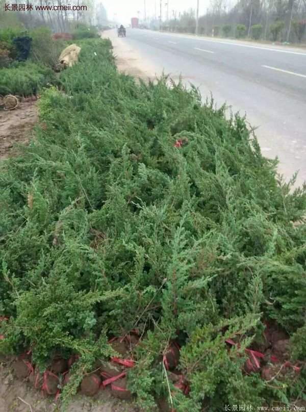 沭陽(yáng)的地柏基地