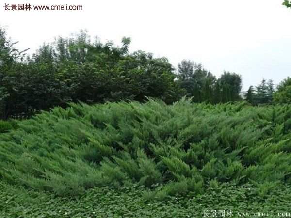 沭陽沙地柏 沭陽沙地柏