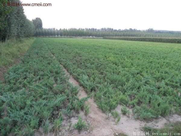 沭陽地柏 沭陽地柏