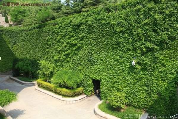 爬山虎都能種植在哪些地方？