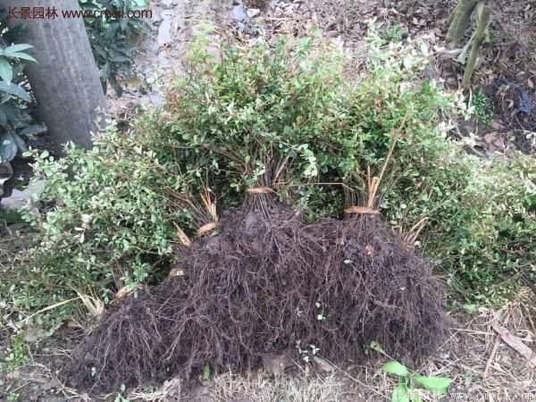 沭陽火棘球 沭陽火棘球