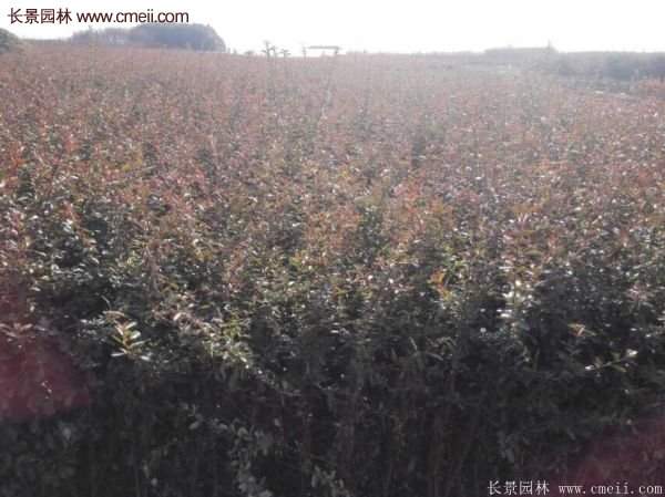 沭陽(yáng)火棘基地 沭陽(yáng)火棘基地