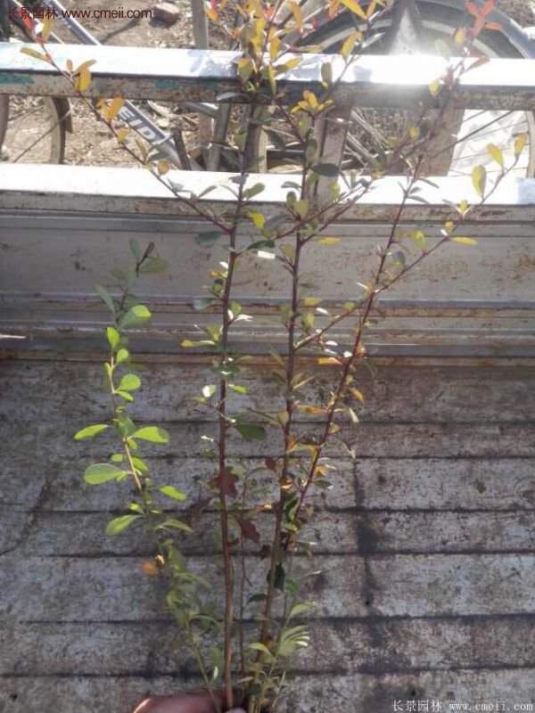 沭陽(yáng)火棘基地 沭陽(yáng)火棘基地