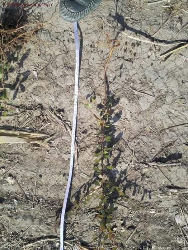 沭陽(yáng)火棘基地 沭陽(yáng)火棘基地