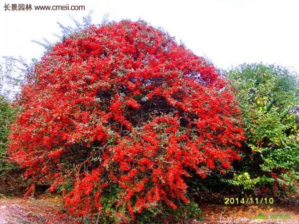沭陽(yáng)火棘基地 沭陽(yáng)火棘基地