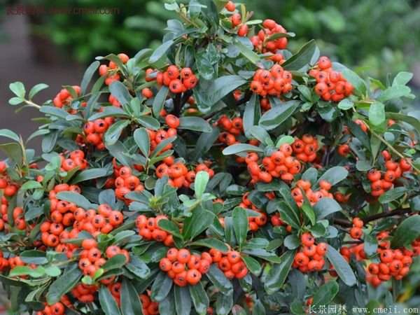 沭陽火棘苗、火棘球