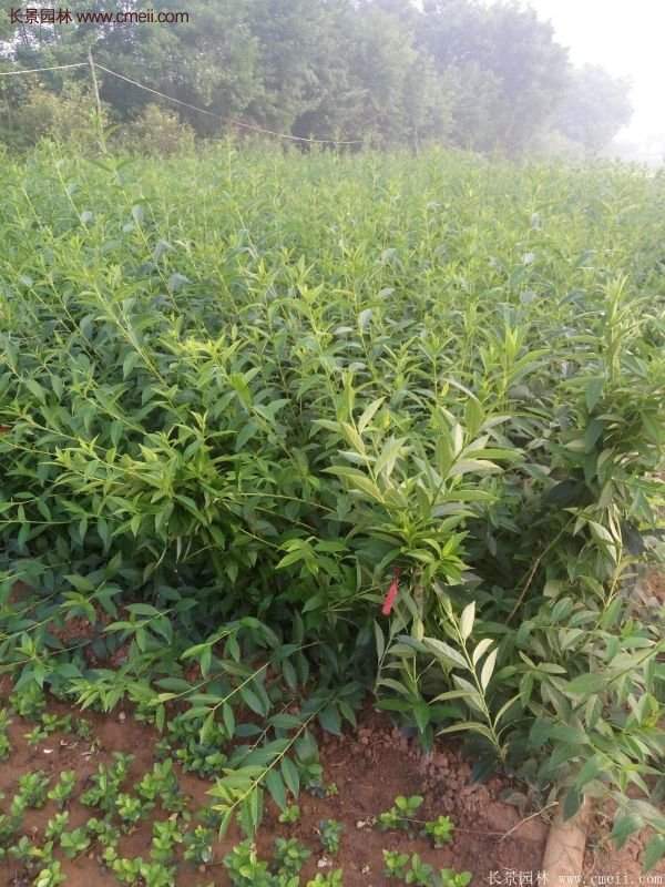 沭陽(yáng)連翹規(guī)格 沭陽(yáng)連翹規(guī)格