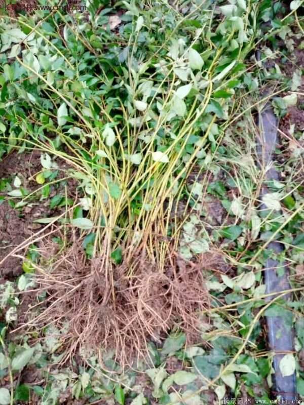 沭陽(yáng)連翹規(guī)格 沭陽(yáng)連翹規(guī)格