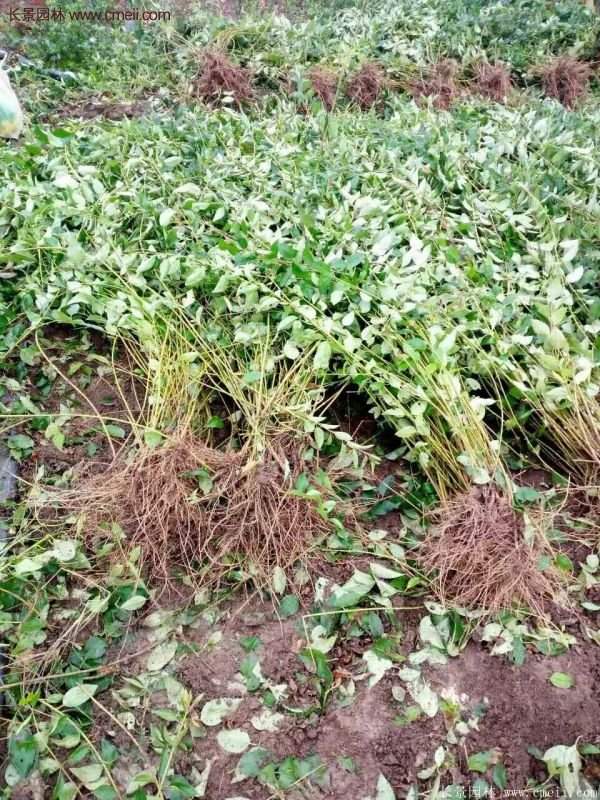 沭陽(yáng)連翹規(guī)格 沭陽(yáng)連翹規(guī)格