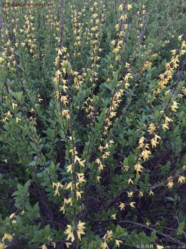 沭陽(yáng)連翹規(guī)格 沭陽(yáng)連翹規(guī)格