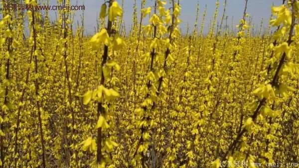 沭陽(yáng)連翹規(guī)格 沭陽(yáng)連翹規(guī)格