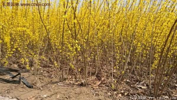 沭陽連翹修剪 沭陽連翹修剪