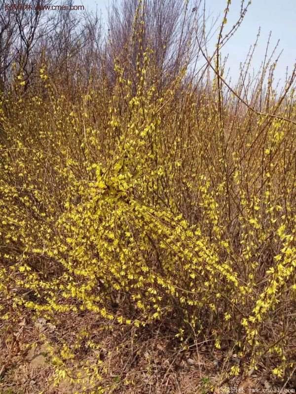 沭陽連翹的行情 沭陽連翹的行情