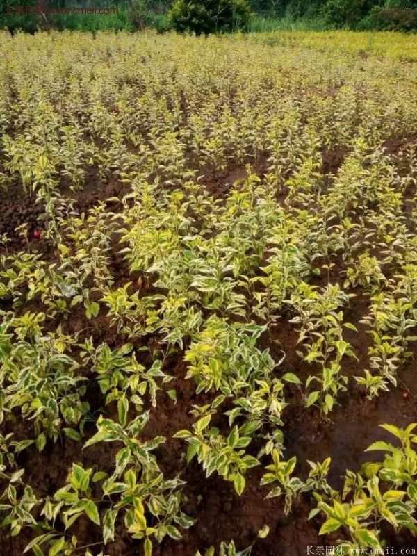 沭陽花葉連翹 沭陽花葉連翹