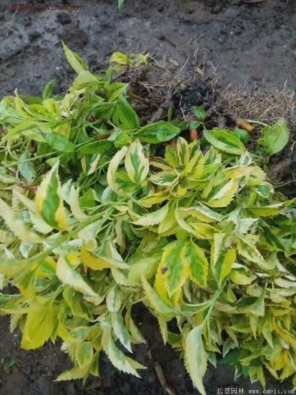 沭陽花葉連翹 沭陽花葉連翹