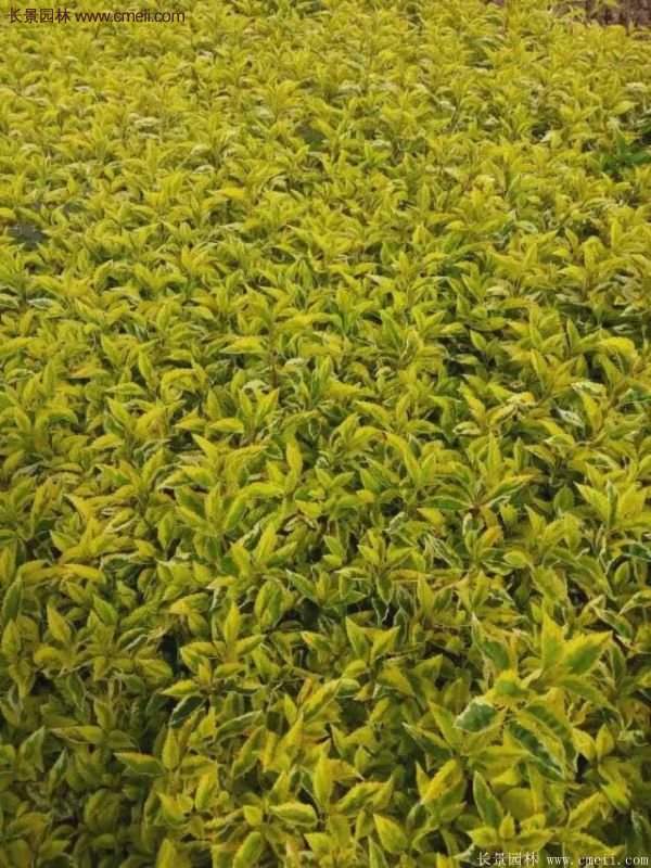 沭陽花葉連翹 沭陽花葉連翹