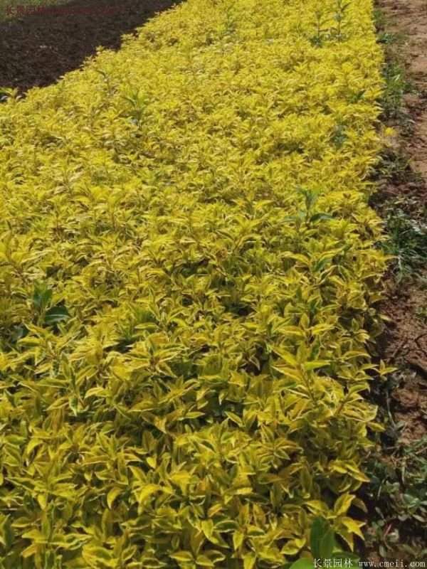 沭陽花葉連翹 沭陽花葉連翹