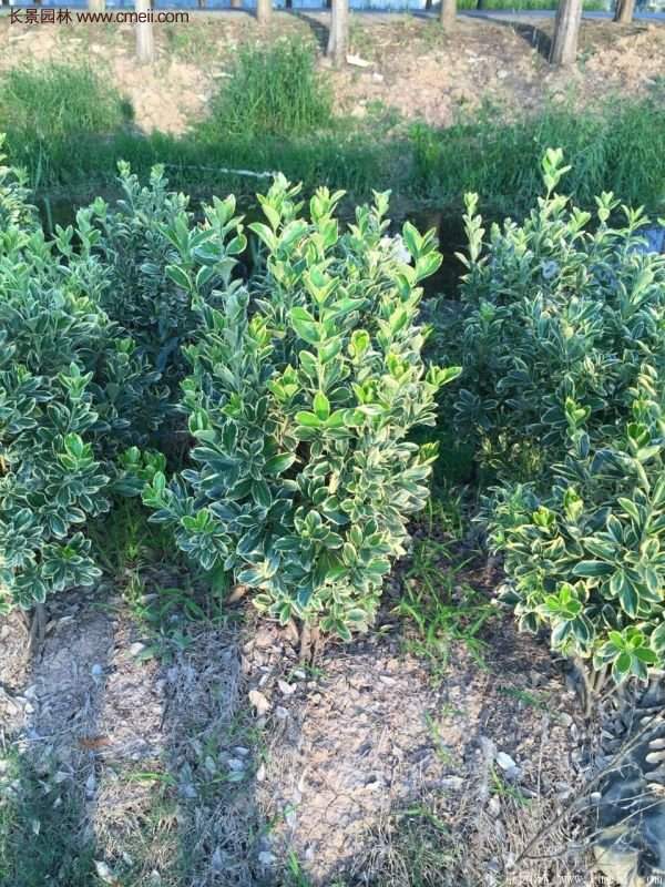 沭陽(yáng)金邊黃楊的價(jià)格