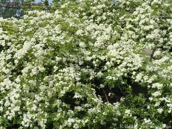 便宜的多花薔薇去哪買(mǎi)?