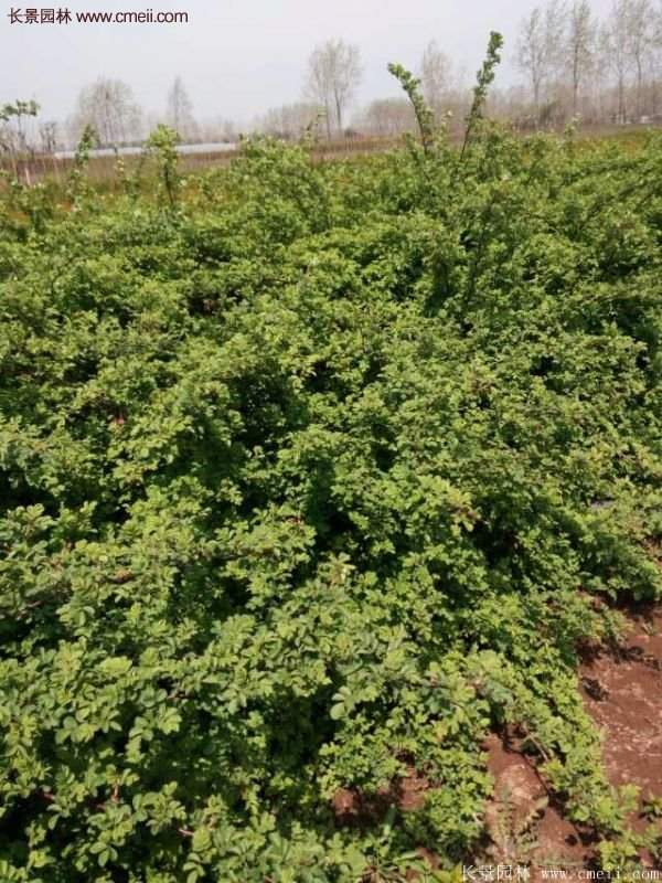 便宜的多花薔薇去哪買(mǎi)?