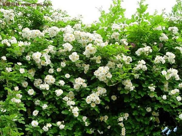 便宜的多花薔薇去哪買(mǎi)?