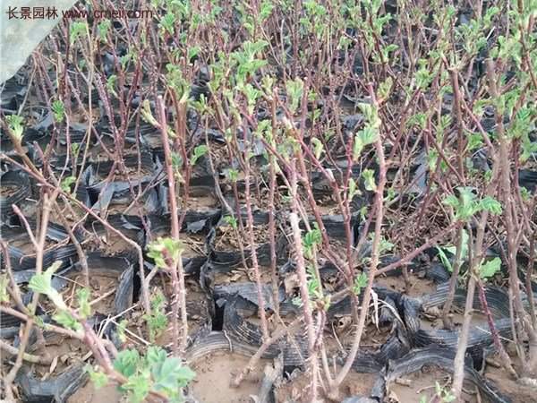 便宜的多花薔薇去哪買(mǎi)?