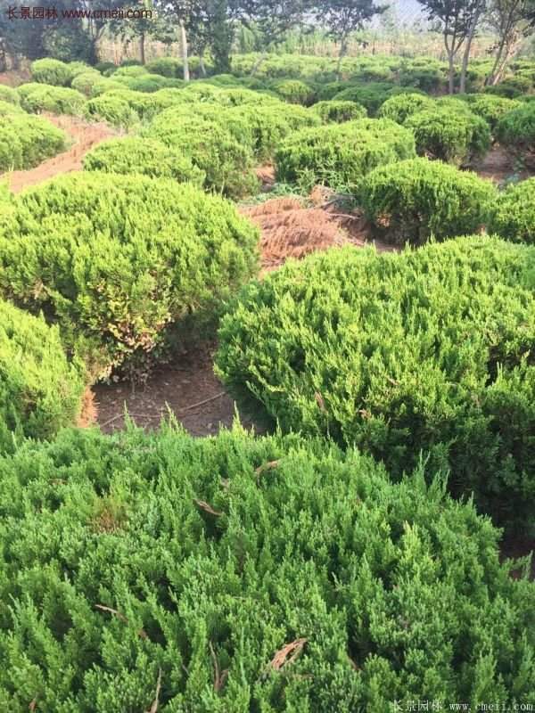 龍柏球實拍圖片