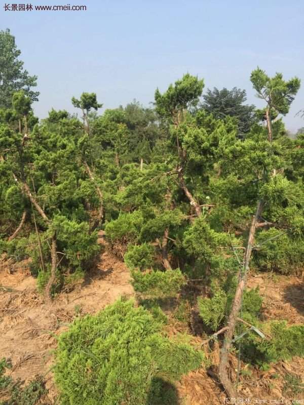 最新最全的小龍柏栽植技術(shù)匯總