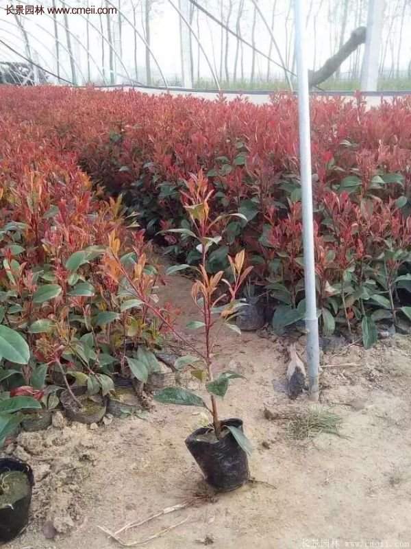 紅葉石楠小杯苗 紅葉石楠小杯苗