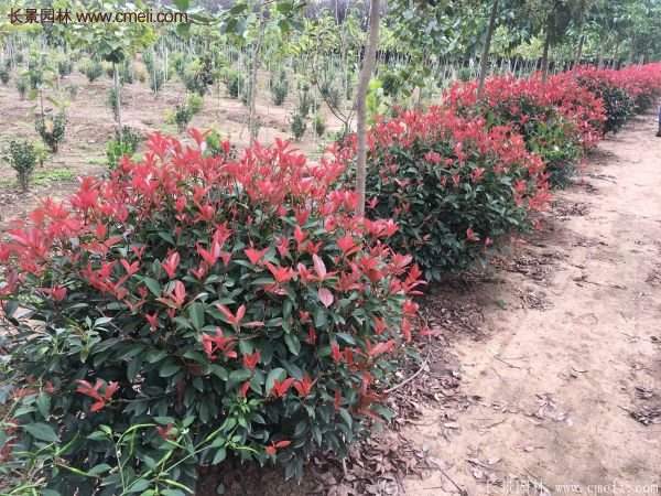 沭陽(yáng)基地的紅葉石楠