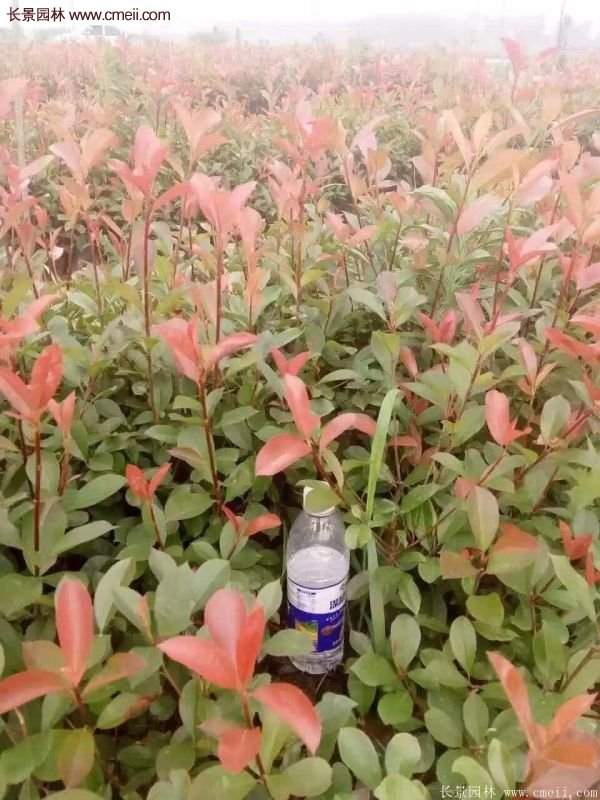 沭陽紅葉石楠的規格