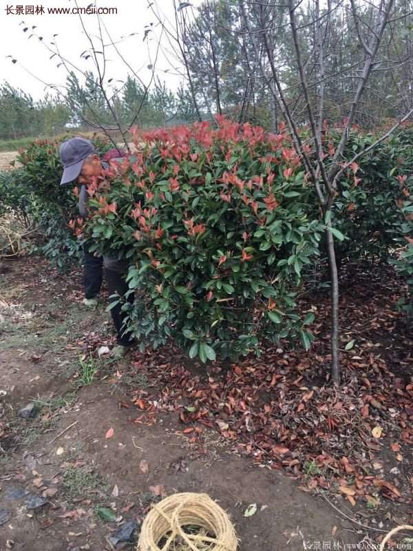 沭陽紅葉石楠 沭陽紅葉石楠