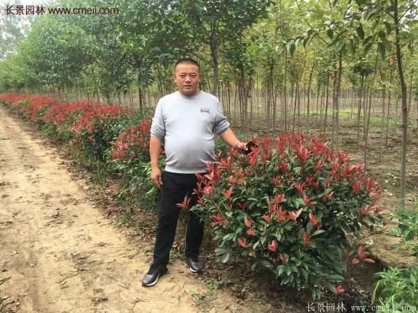 沭陽紅葉石楠 沭陽紅葉石楠