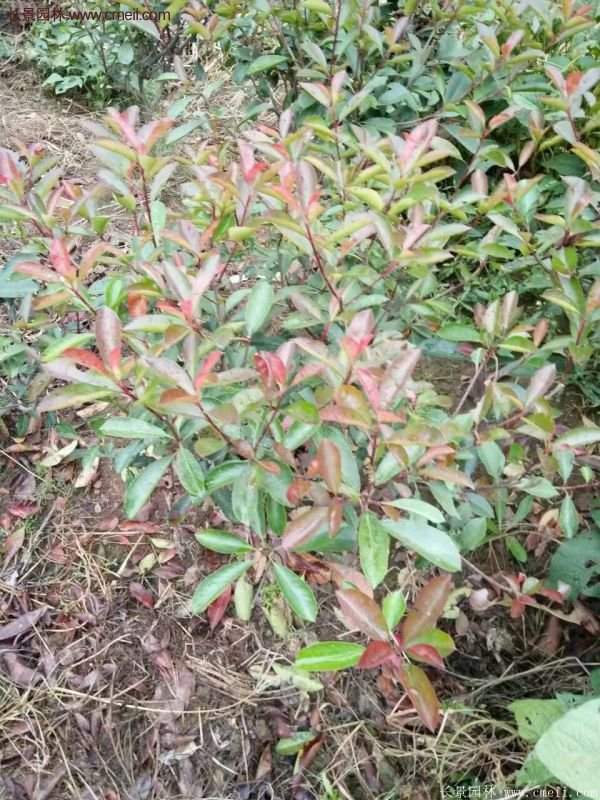 沭陽紅葉石楠基地 沭陽紅葉石楠基地