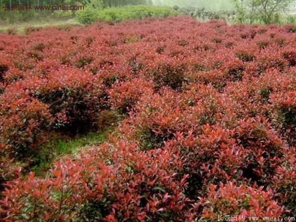 沭陽紅葉石楠基地 沭陽紅葉石楠基地