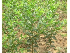 400萬(wàn)棵日本櫻花小苗，桿子直長(zhǎng)勢(shì)好，真正的物