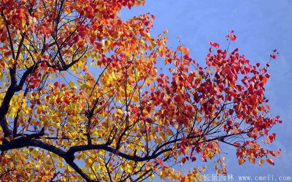 烏柏樹圖片烏柏樹苗木基地實拍