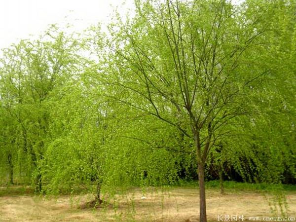 垂柳圖片垂柳基地實(shí)拍 垂柳圖片垂柳基地實(shí)拍