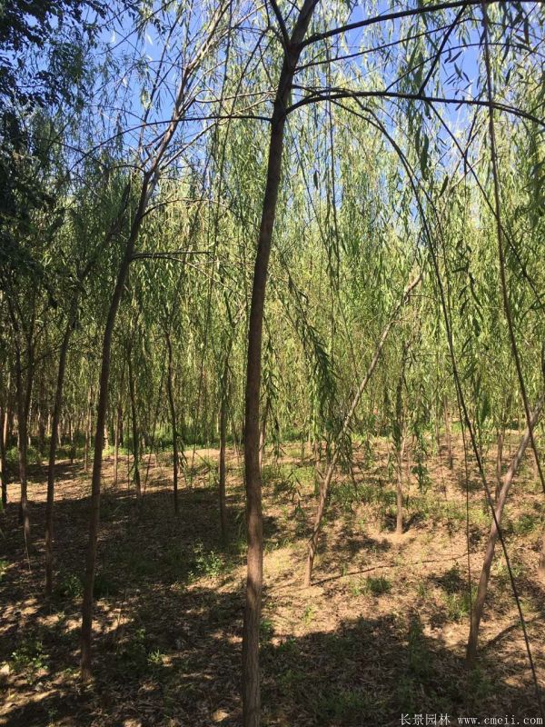 垂柳圖片垂柳基地實(shí)拍 垂柳圖片垂柳基地實(shí)拍